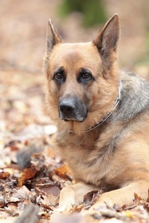 Indi