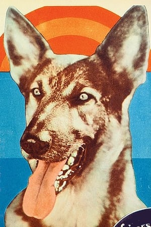 Kazan the Wonder Dog