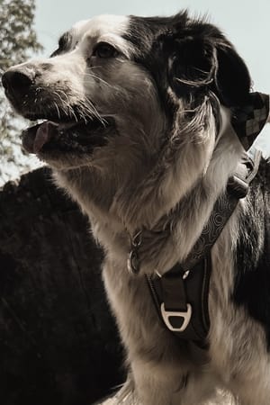 Athena