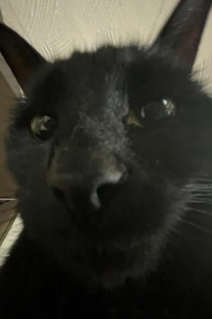 Bagherra The Cat