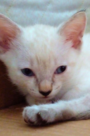 Pipoca Jr