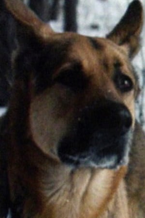German Shepherd Baikal